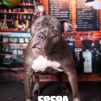 Rescue Mixed Breed Dogs for Adoption in Aspinwall, Pennsylvania - Cocoa | PetCurious