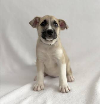 Siberian Husky and German Shepherd Dog Dogs Available for Adoption in Palo Alto, California - Tropical: Lychee | PetCurious