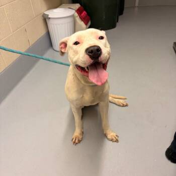 Pit Bull Terrier and Mixed Breed Dogs Available for Adoption in Concord, North Carolina - Peach | PetCurious