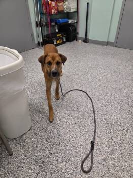 Rescue Terrier Dogs for Adoption in Athens, Tennessee - Jamine | PetCurious