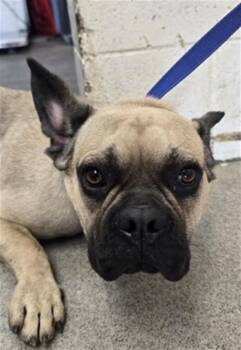 SAMSON -  French Bulldog and Mixed Breed Dog for Adoption in San Bernardino, California - SAMSON | PetCurious