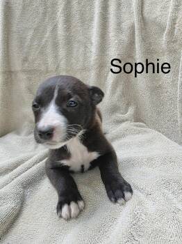 Rescue Labrador Retriever Dogs for Adoption in Manchester, Connecticut - Sophie 2 | PetCurious