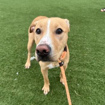 Tank -  Labrador Retriever and Pit Bull Terrier Dog for Adoption in Canton, Illinois - Tank | PetCurious