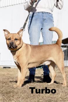 Mixed Breed Dogs Available for Adoption - Turbo | PetCurious