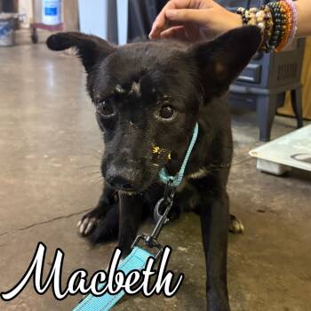 Mac Beth -  Mixed Breed Dog for Adoption in Hillsboro, Ohio - Mac Beth | PetCurious