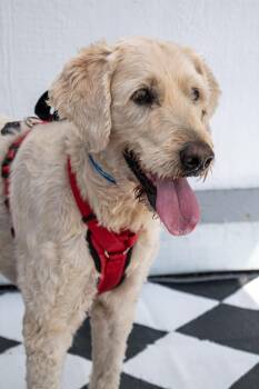 Waldorf -  Poodle Dog for Adoption in Savage, Minnesota - Waldorf | PetCurious