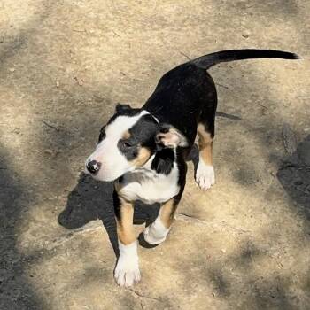 Pit Bull Terrier and Mixed Breed Dogs Available for Adoption in Nashville, Tennessee - Fuji | PetCurious