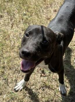 MOOSE -  Staffordshire Bull Terrier and Bull Terrier Dog for Adoption in Killeen, Texas - MOOSE | PetCurious