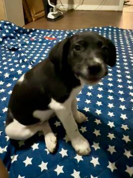 Wallen -  German Shorthaired Pointer and Beagle Dog for Adoption - Wallen | PetCurious