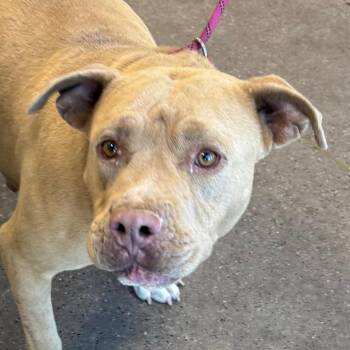 107343 -  Mixed Breed Dog for Adoption in Las Cruces, New Mexico - 107343 | PetCurious