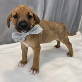 Denver -  Labrador Retriever and Chihuahua Dog for Adoption in Foley, Alabama - Denver | PetCurious