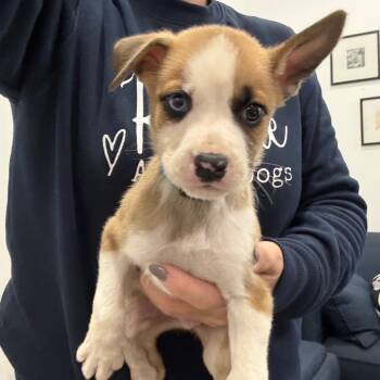 Rescue Boxer and Mixed Breed Dogs for Adoption in Sacramento, California - Cobweb | PetCurious