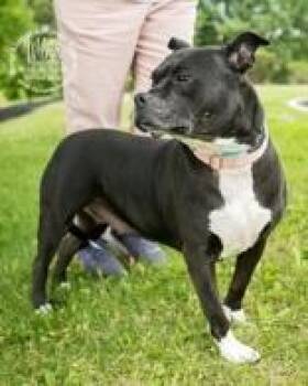 Pit Bull Terrier Dogs Available for Adoption in Newport, Kentucky - Wilma | PetCurious