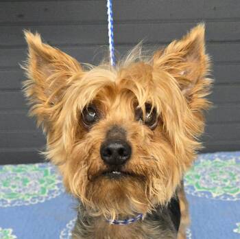 Larry -  Yorkshire Terrier Dog for Adoption in Newport, Tennessee - Larry | PetCurious