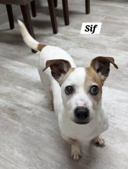Sif -  Jack Russell Terrier Dog for Adoption in Urbana, Ohio - Sif | PetCurious