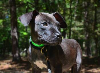 Eldon -  Pit Bull Terrier and Labrador Retriever Dog for Adoption in Willingboro, New Jersey - Eldon | PetCurious