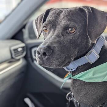 Rescue Mixed Breed Dogs for Adoption in Rockville, Maryland - Truffles | PetCurious