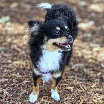 Jessamy -  Chihuahua Dog for Adoption in Boerne, Texas - Jessamy | PetCurious