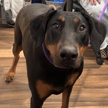 Sadie -  Doberman Pinscher Dog for Adoption in Reno, Nevada - Sadie | PetCurious