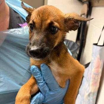 Sandy -  Cattle Dog and Mixed Breed Dog for Adoption in Kansas City, Missouri - Sandy | PetCurious