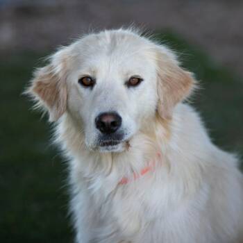 Buffy (JN26-02) -  Great Pyrenees and Anatolian Shepherd Dog for Adoption in Peyton, Colorado - Buffy (JN26-02) | PetCurious