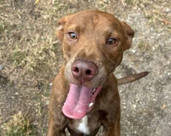 Rescue Mountain Cur and Hound Dogs for Adoption in Anniston, Alabama - Leroy | PetCurious