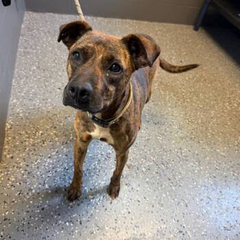 Gemma -  Boxer and Terrier Dog for Adoption in Tuscaloosa, Alabama - Gemma | PetCurious