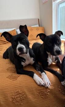 Phoebe -  American Staffordshire Terrier Dog for Adoption in Austin, Texas - Phoebe | PetCurious
