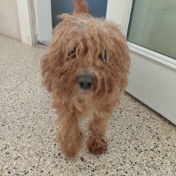 Poodle Dogs Available for Adoption in Loxahatchee Groves, Florida - Jimmy 5902 | PetCurious