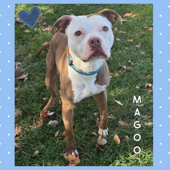 Rescue Pit Bull Terrier Dogs for Adoption in Mokena, Illinois - Magoo | PetCurious