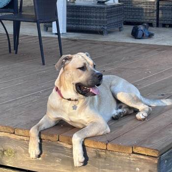 Big Mac -  Anatolian Shepherd and Pit Bull Terrier Dog for Adoption in Pflugerville, Texas - Big Mac | PetCurious