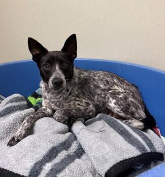 Coraline -  Australian Cattle Dog Blue Heeler Dog for Adoption in Hollister, California - Coraline | PetCurious