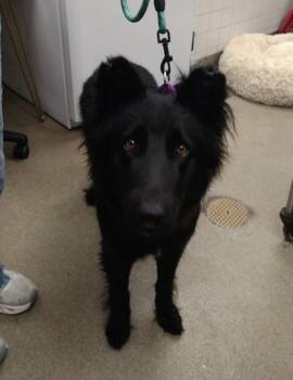 Shadow -  German Shepherd Dog and Mixed Breed Dog for Adoption in Palm Coast, Florida - Shadow | PetCurious