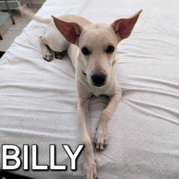 Rescue Carolina Dog Dogs for Adoption in Warren, New Jersey - Billy | PetCurious