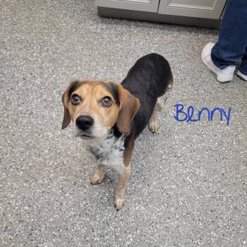 Beagle Dogs Available for Adoption - Benny | PetCurious