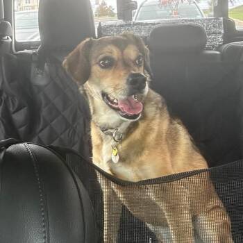 Rescue Mixed Breed Dogs for Adoption in Floresville, Texas - Suize | PetCurious