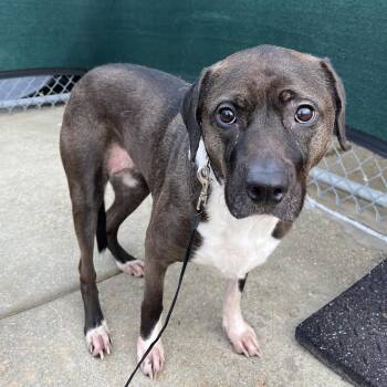 Mixed Breed Dogs Available for Adoption - Moon Pie | PetCurious