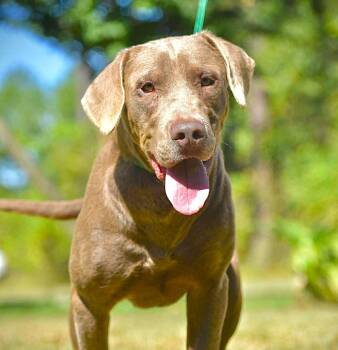 Bowen (20260929-01) -  Labrador Retriever Dog for Adoption in Niagara Falls, Ontario - Bowen (20260929-01) | PetCurious