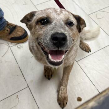 Boomer -  Cattle Dog Dog for Adoption in Lufkin, Texas - Boomer | PetCurious