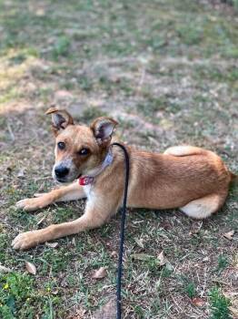 Golden Retriever and Labrador Retriever Dogs Available for Adoption in Aiken, South Carolina - Kenzie | PetCurious