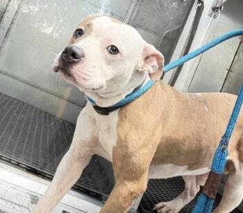 Binx - 1 -  Pit Bull Terrier and Mixed Breed Dog for Adoption in Daytona Beach, Florida - Binx - 1 | PetCurious