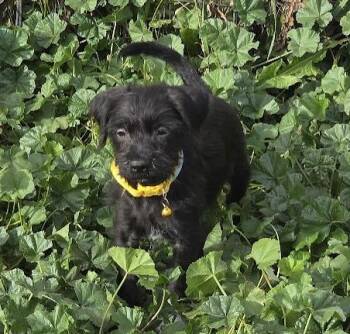 Rescue Terrier Dogs for Adoption in Union Grove, Wisconsin - Drew | PetCurious