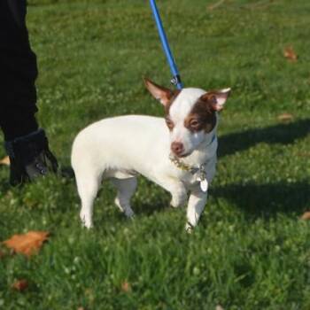 Parson Russell Terrier and Mixed Breed Dogs Available for Adoption in Elk Grove Village, Illinois - Lilith | PetCurious