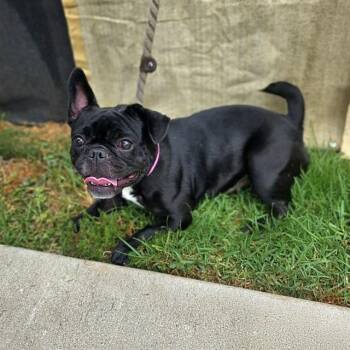 IGGY -  French Bulldog Dog for Adoption in Long Beach, California - IGGY | PetCurious