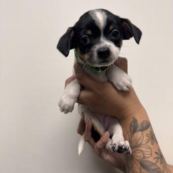 Mixed Breed Dogs Available for Adoption in Las Vegas, Nevada - Will | PetCurious