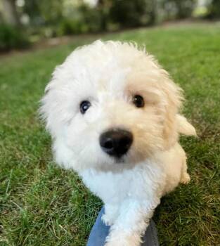 Dior -  Bichon Frise Dog for Adoption in Union Grove, Wisconsin - Dior | PetCurious