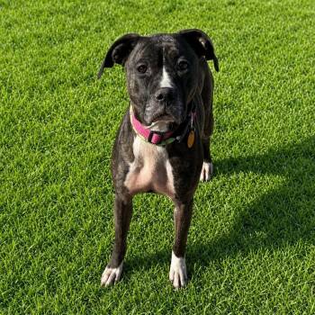 Tawny -  Boxer Dog Available for Adoption in Hot Springs, South Dakota - Tawny | PetCurious