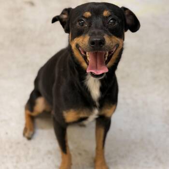 Mac Daddy -  Chihuahua Dog for Adoption in Marfa, Texas - Mac Daddy | PetCurious
