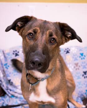 Lady -  Belgian Shepherd Malinois Dog for Adoption in Cincinnati, Ohio - Lady | PetCurious