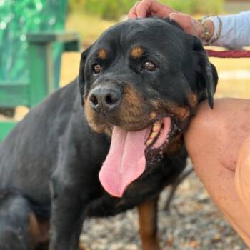 Rescue Rottweiler Dogs for Adoption in Pagosa Springs, Colorado - Ryan | PetCurious